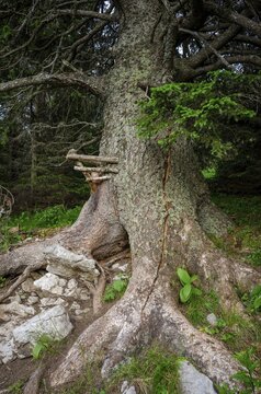 Old spruce with a lick and crack in the trunk, Gloggnitzerh&uuml;tte on the Rax, Schwarzau im Gebirge, Lower Austria, Austria