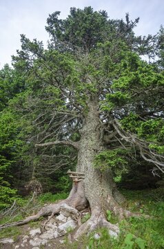 Old spruce with a lickstone, Gloggnitzerh&uuml;tte on the Rax, Schwarzau im Gebirge, Lower Austria, Austria
