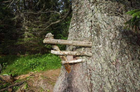 Old spruce with a lickstone, Gloggnitzerh&uuml;tte on the Rax, Schwarzau im Gebirge, Lower Austria, Austria