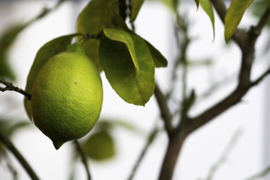 Green lemon on a branch, Germany