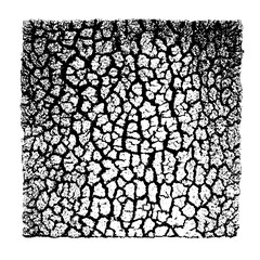 Close up view of a cracked surface with a network of irregular shapes and textures in black and white