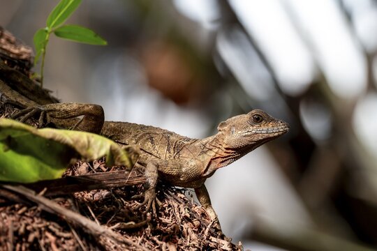 Common basilisk (Basiliscus basiliscus) adult female, Osa Peninsula, Puntarena Province, Costa Rica