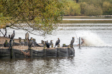 flight of cormorants phalacrocorax carbo and a grey ehronperched on an island in Petersfield Heath Pond Hampshire England