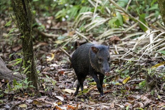 Collared peccary (Pecari tajacu) foraging in the rainforest, Corcovado National Park, Osa, Puntarena Province, Costa Rica
