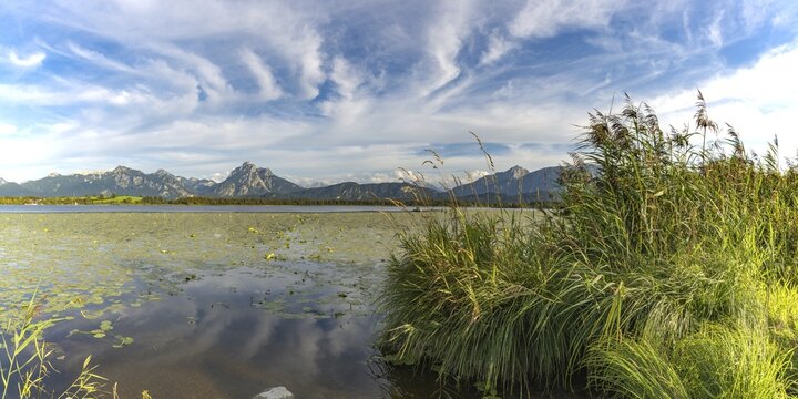 Lake Hopfensee, lakeshore with numerous water lilies, behind it the Tegelberg and the S&auml;uling, Ammergau Alps, near F&uuml;ssen, Ostallg&auml;u, Allg&auml;u, Upper Swabia, Swabia, Bavaria, Germany