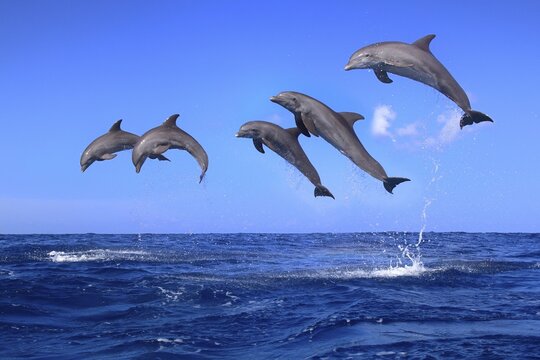 Dolphin, Bottlenose dolphin, Tursiops truncatus, adult, group, jumping, montage, digital composition, water, Roatan, Honduras, Caribbean, Central America, Latin America