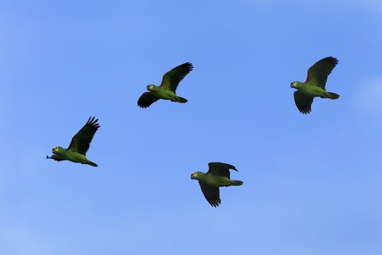 Blue-fronted amazon (Amazona aestiva), group flying, montage, digital composition, Pantanal, Mato Grosso, Brazil, South America