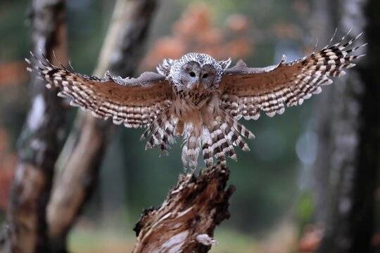 Ural owl (Strix uralensis), adult, on wait, landing, in autumn, &Scaron;umava, Czech Republic