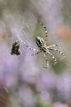 Wasp spider (Argiope bruennichi), Emsland, Lower Saxony, Germany