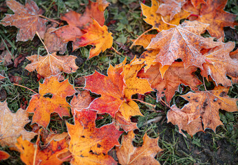 Colorful autumn leaves scattered on the ground creating a vibrant natural carpet