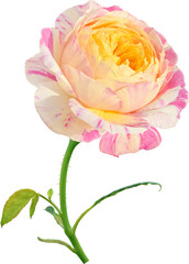 Claude Monet Rose flowers focus stacking close up isolated for love wedding and valentines day