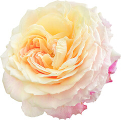 Claude Monet Rose flowers focus stacking close up isolated for love wedding and valentines day