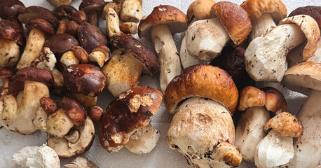 Mushrooms harvested in the forest. Selective focus.
