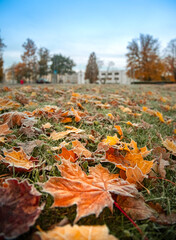 Autumn leaves scattered on frosty grass in a serene outdoor park setting