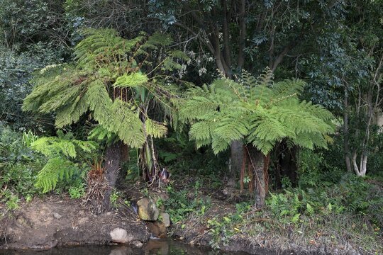 Forest tree fern (Gymnosphaera capensis), Cyathea capensis, Alsophila capensis, Cape tree fern, Kirstenbosch Botanical Gardens, Cape Town, South Africa