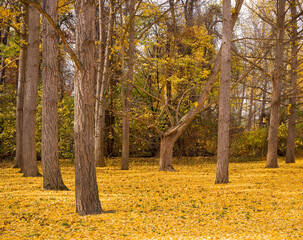 Autumn scene of  a Ginkgo Biloba grove in Virginia USA