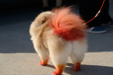Colorful Pomeranian with Dyed Tail on Pavement