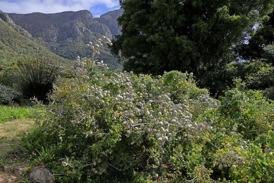Gardenia, African forest gardenia, white gardenia, wild gardenia (Gardenia thunbergia), fruit, fruit stand, Kirstenbosch Botanical Gardens, Cape Town, South Africa, Africa