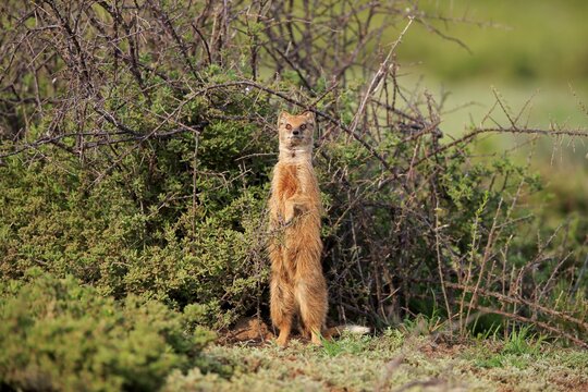 Yellow mongoose (Cynictis penicillata), adult, standing upright, alert, Mountain Zebra National Park, Eastern Cape, South Africa
