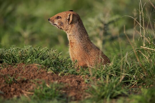 Yellow mongoose (Cynictis penicillata), adult, at the den, alert, portrait, Mountain Zebra National Park, Eastern Cape, South Africa