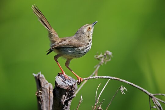 Spotted Prinia (Prinia maculosa), adult, in perch, Kirstenbosch Botanical Gardens, Cape Town, South Africa