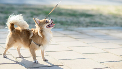 Playful Chihuahua Standing on Leash Outdoors