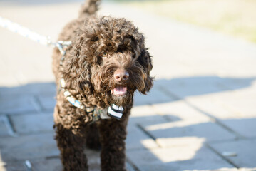 Curly Brown Dog Standing on Pavement Outdoors
