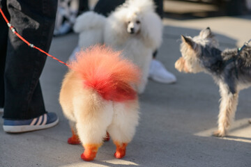 Colorful Pomeranian Meeting Poodle and Terrier on Street