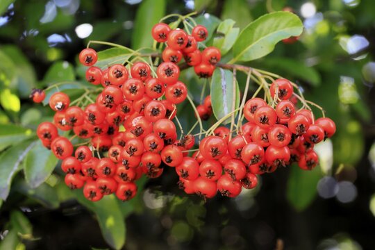 Scarlet firethorn (Pyracantha coccinea), fruits, leaves, shrub, Germany