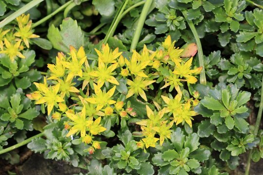Kamschatka stonecrop (Sedum kamtschaticum), flowering, flower, Ellerstadt, Germany