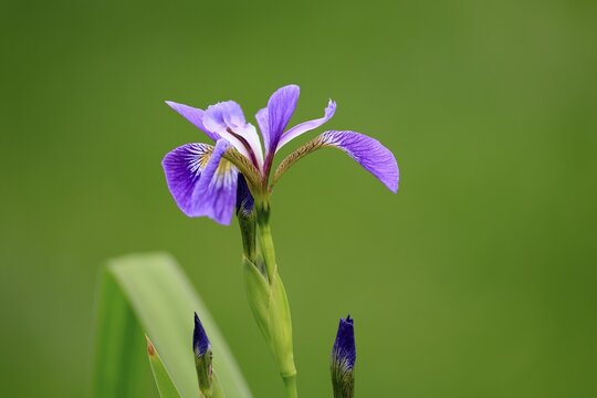 American marsh iris (Iris versicolor), flower, in bloom, at a pond, Ellerstadt, Germany