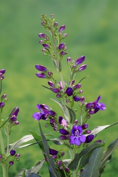 Upright bearded thread (Penstemon strictus), flower, flowering, Germany