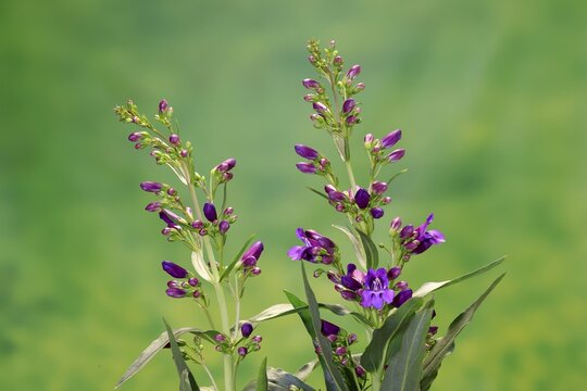 Upright bearded thread (Penstemon strictus), flower, flowering, Germany