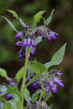 Common comfrey (Symphytum officinale), flower, flowering, Germany