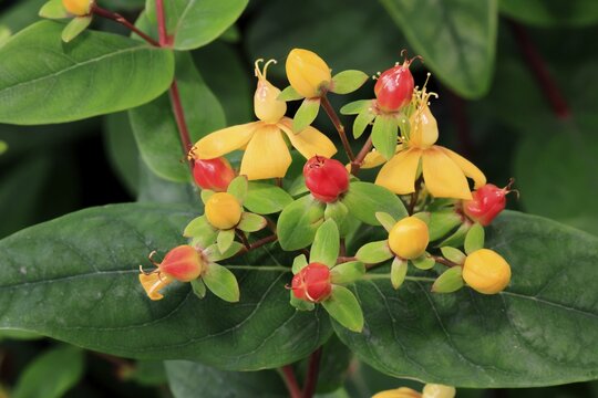 Sweet-amber (Hypericum androsaemum), flower, flowering, fruit, Germany