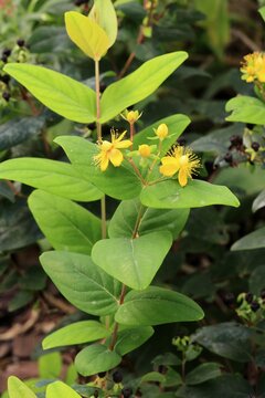 Sweet-amber (Hypericum androsaemum), flower, flowering, Germany