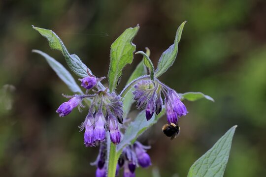 Common comfrey (Symphytum officinale), flower, flowering, Germany