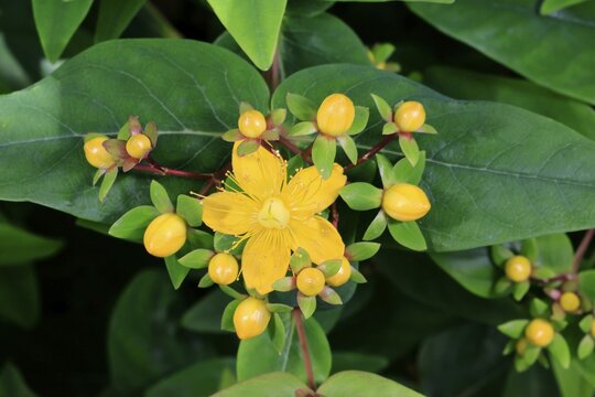 Sweet-amber (Hypericum androsaemum), flower, flowering, Germany