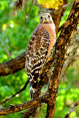 hawk on a branch