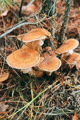 Mushrooms grow in the forest. Selective focus.