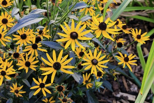 Orange coneflower (Rudbeckia fulgida), flowering, flower, Ellerstadt, Germany
