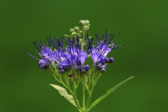Clandon caryopteris (caryopteris x clandonensis), flower, flowering, Germany