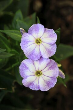 Garden phlox (Phlox paniculata), also known as the panicled flame flower, flowering, Ellerstadt, Germany