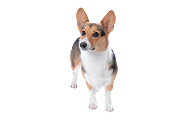 young Pembroke Welsh corgi