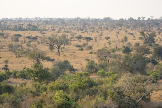 View over savannah landscape, Kruger National Park, South Africa