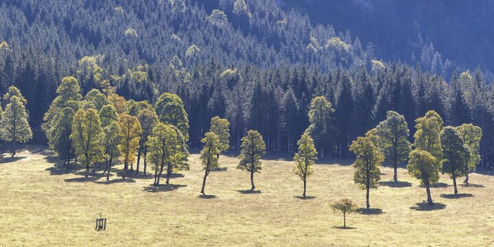 Maples (Acer) in the Risstal valley, near Hinterri&szlig;, Karwendel mountains, Tyrol, Austria