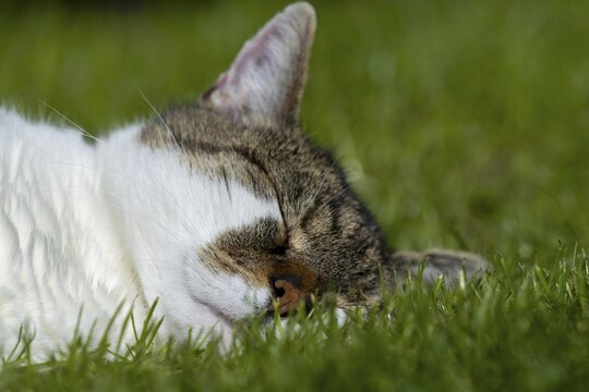 Snoozing and contented domestic cat (Felis catus), Blaustein, Baden-W&uuml;rttemberg, Germany
