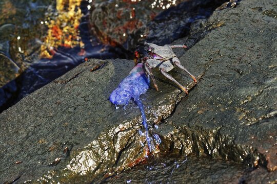 Crab (Brachyura) eating a Portuguese Man O' War (Physalia physalis) Crab, Capelas, Sao Miguel Island, Azores, Portugal