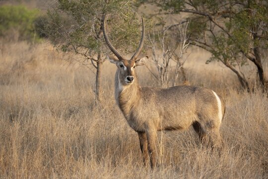 Ellipsen waterbuck (Kobus ellipsiprymnus), adult male in dry grass, Kruger National Park, South Africa