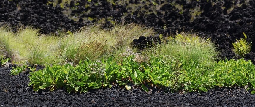 Close-up of grasses and plants on the lava floor in the greenery, Termas da Ferraria, Sao Miguel Island, Azores, Portugal